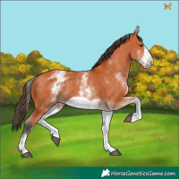 Horse Color:White Spotted Bay Frame 