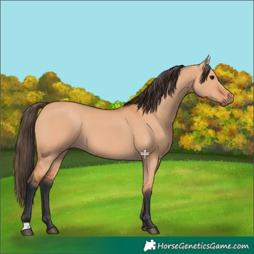 Horse Color:Bay Dun 