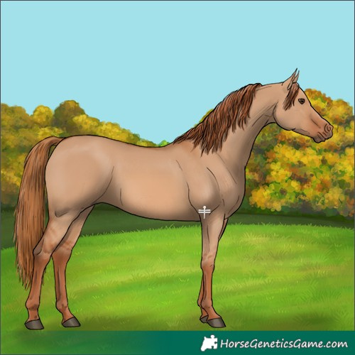 Horse Color:Red Dun 