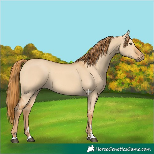 Horse Color:Red Dun 