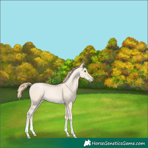 Horse Color:Smoky Black Pearl Sabino 