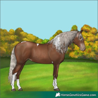 Horse Color:Gray Silver Black Pearl Tobiano 