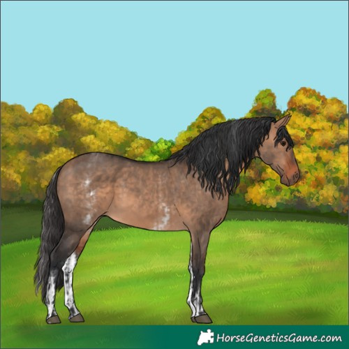 Horse Color:Brown Dun  and White Spotted Brown Dun 