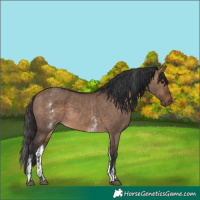 Horse Color:Brown Dun and White Spotted Brown Dun