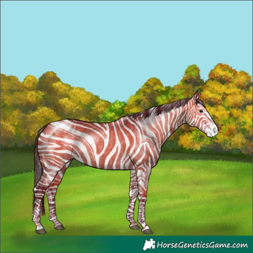 Horse Color:Bay Dun  and Bay Dun Splash 