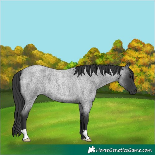Horse Color:Blue Roan