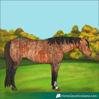 Horse Color:Bay Dun  and Bay 