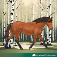 Horse Color:Bay 
