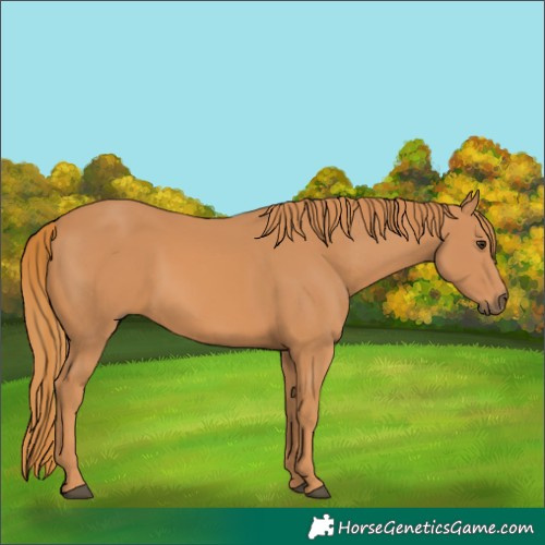 Horse Color:Unknown
