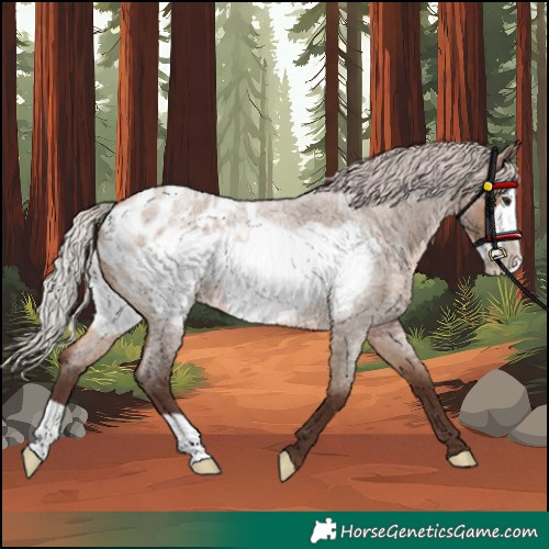 Horse Color:Unknown 