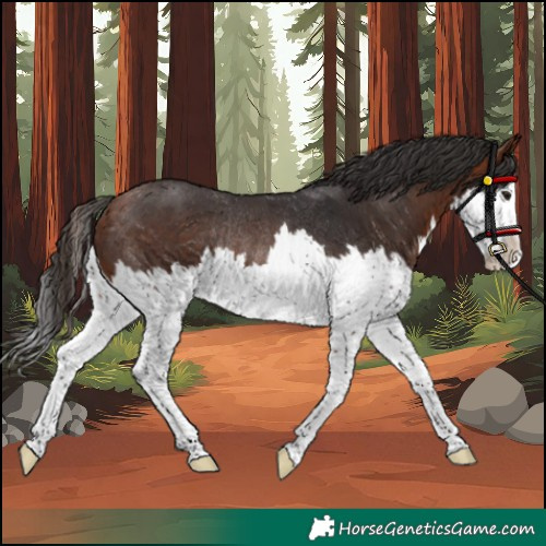 Horse Color:Unknown 