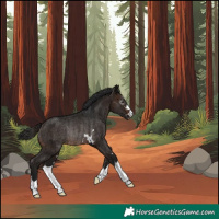 Horse Color:Gray Bay Rabicano 