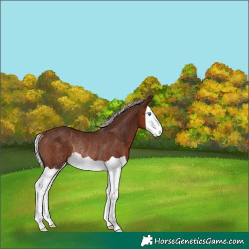 Horse Color:Silver Brown Splash Rabicano
