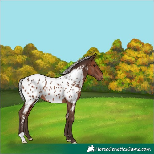 Horse Color:Silver Brown Appaloosa 