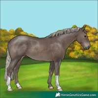 Horse Color:Silver Black