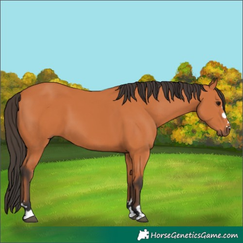 Horse Color:Unknown 