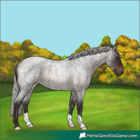 Horse Color:Silver Brown Roan Rabicano