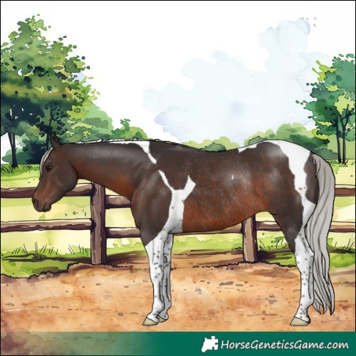 Horse Color:Silver Brown Tobiano Rabicano 