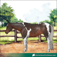 Horse Color:Silver Brown Tobiano Rabicano