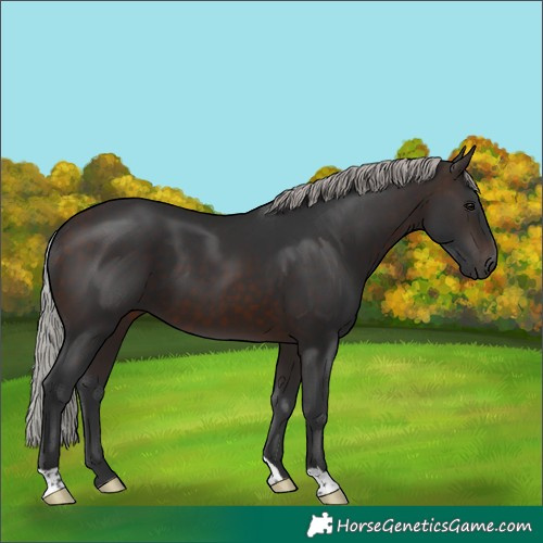 Horse Color:Silver Brown 