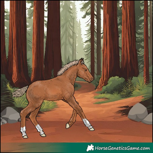 Horse Color:Chestnut 