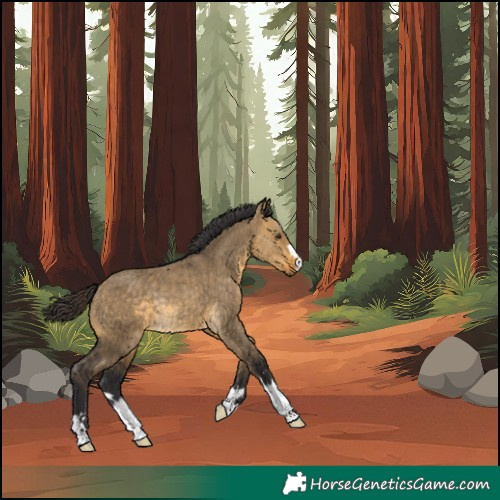 Horse Color:Unknown 