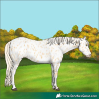 Horse Color:Palomino Appaloosa and Palomino Appaloosa Rabicano