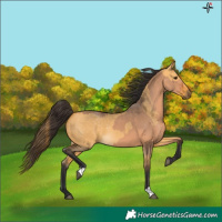 Horse Color:Bay Dun  and Buckskin Dun 