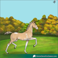Horse Color:White Spotted Palomino Dun Tobiano
