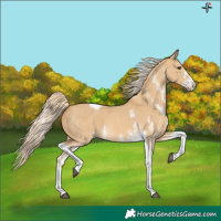 Horse Color:White Spotted Palomino Dun Tobiano 