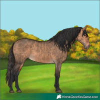 Horse Color:Unknown 