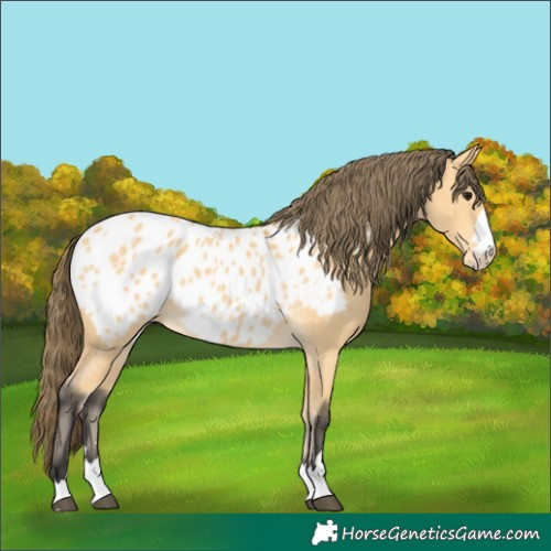 Horse Color:Unknown 