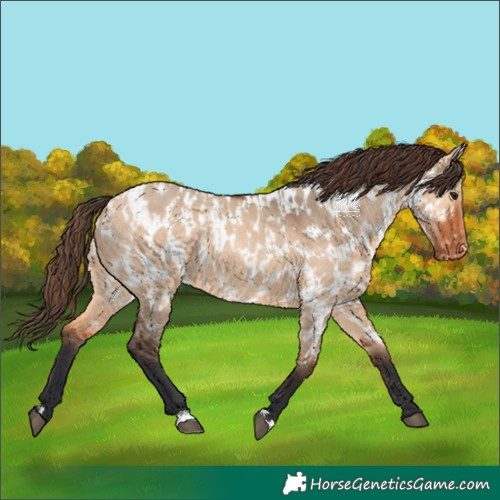 Horse Color:Bay Dun  and Bay Dun Appaloosa 