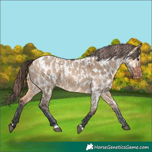 Horse Color:Bay Dun  and Bay Dun Near Leopard 