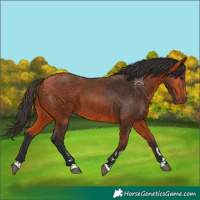 Horse Color:Bay 