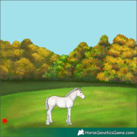 Horse Color:White Spotted Silver Bay Dun Appaloosa