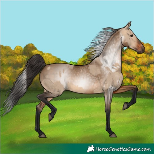 Horse Color:Bay Dun  and Gray Bay Dun 