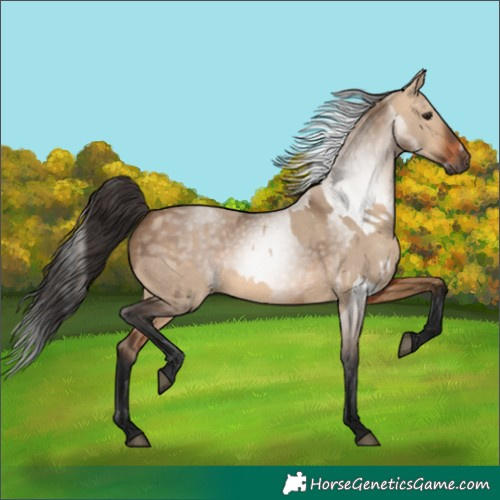 Horse Color:Bay Dun  and Gray Bay Dun 
