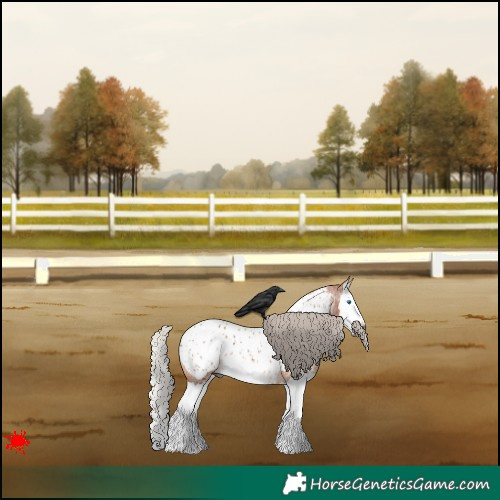 Horse Color:Gray Silver Bay Roan Splash Appaloosa 