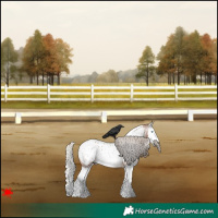 Horse Color:Gray Silver Bay Roan Splash Appaloosa 