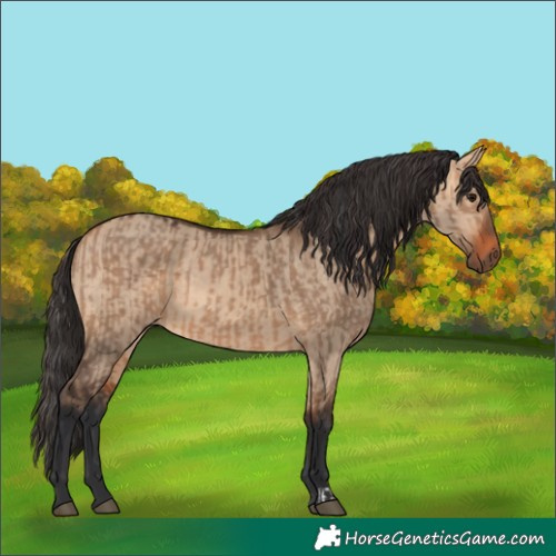 Horse Color:Bay Dun  and Bay Dun 
