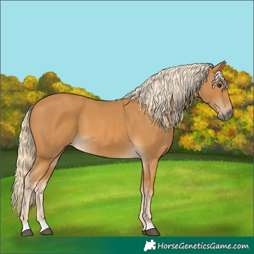 Horse Color:Palomino 