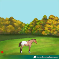 Horse Color:Bay Roan Appaloosa