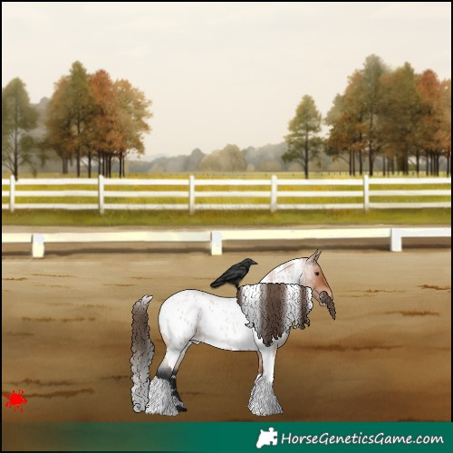 Horse Color:White Spotted Bay Roan Appaloosa 