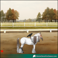 Horse Color:White Spotted Bay Roan Appaloosa