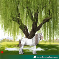 Horse Color:White Spotted Bay Roan Appaloosa 