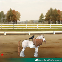 Horse Color:White Spotted Red Dun Roan Appaloosa