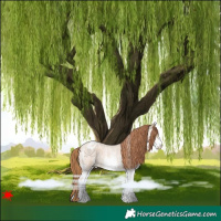 Horse Color:White Spotted Red Dun Roan Appaloosa