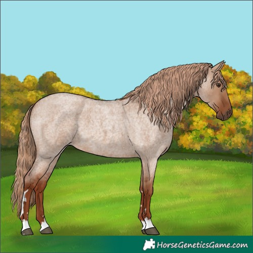 Horse Color:Red Dun Roan 