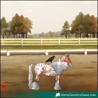 Horse Color:White Spotted Silver Bay Roan Appaloosa 